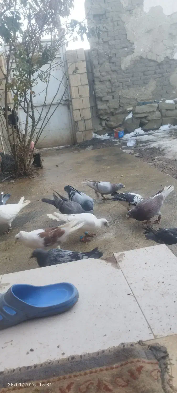 کبوتر پرشی|پرنده|راز وجرگلان, |دیوار