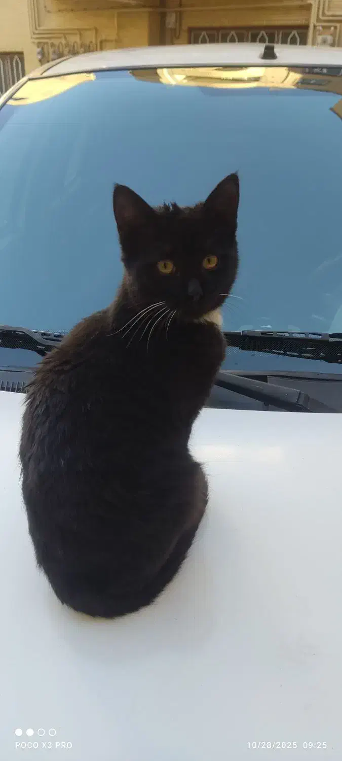 تیبا ۲تمیز ۹۷|خودرو سواری و وانت|تبریز, |دیوار