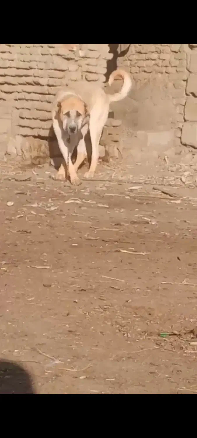 سه ساله|سگ|محمدبار, |دیوار