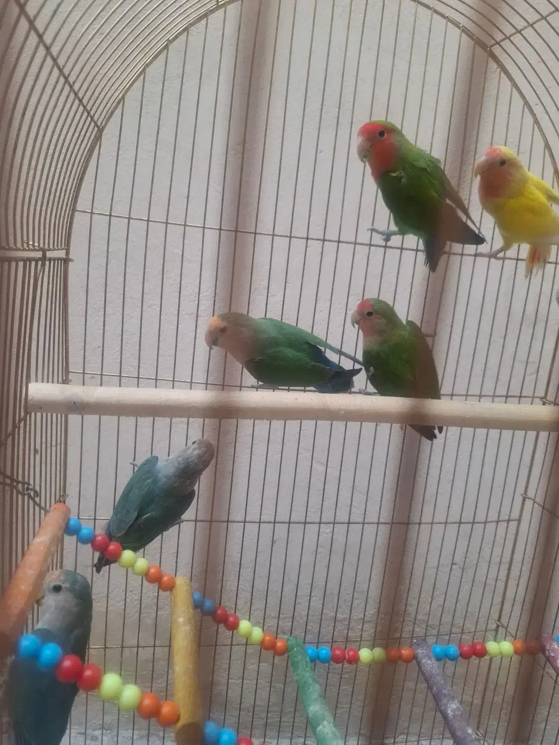 طوطی برزیلی|پرنده|قزوین, |دیوار