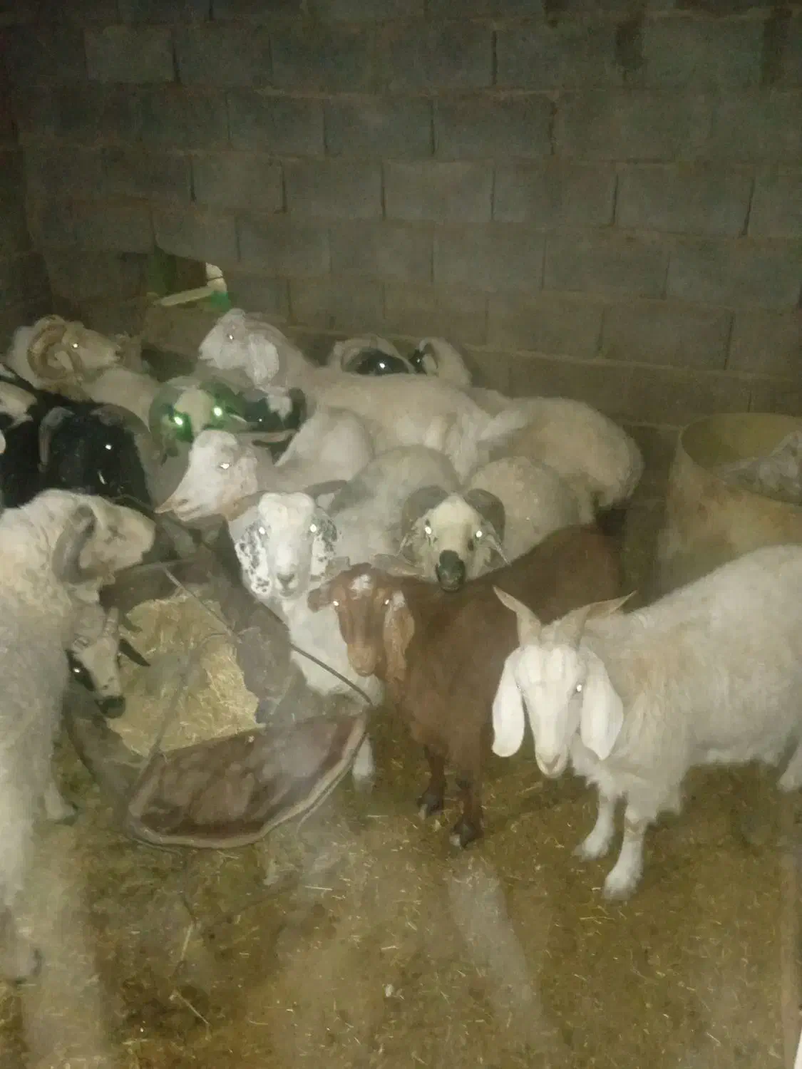 بره پرواری برای ذبح کردن خوبن چوش بخته هم موجوده|حیوانات مزرعه|پاریز, |دیوار
