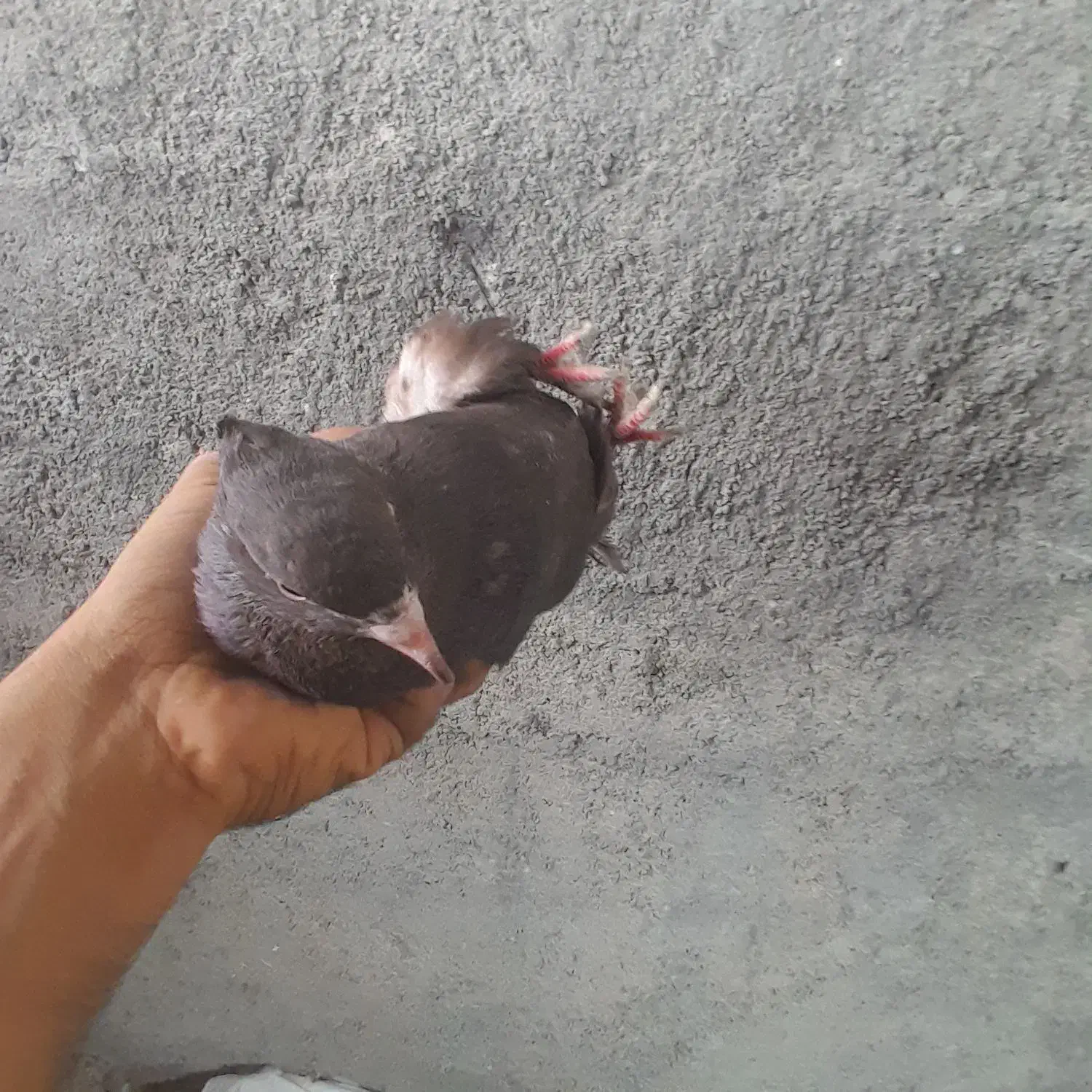 فروش ۱۵۰ تا کبوتر (باهم یا تک)|پرنده|کازرون, |دیوار