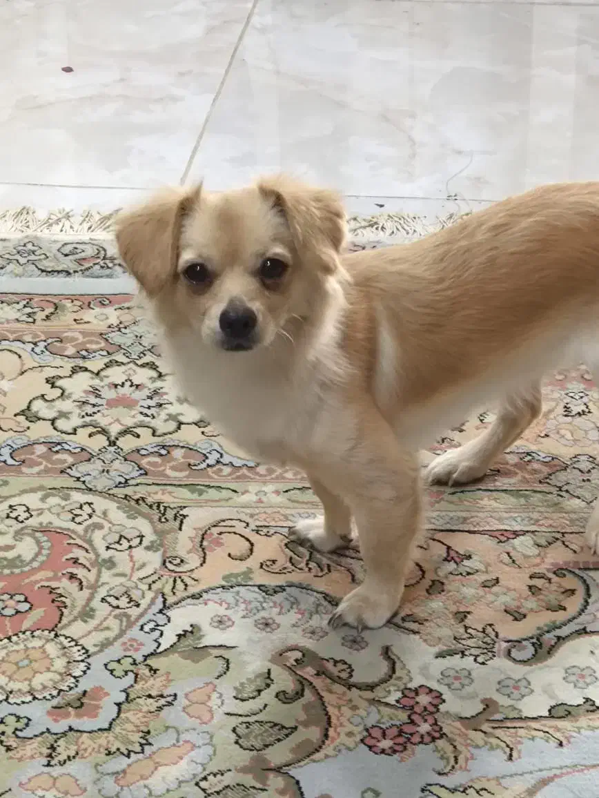 واگذاری|سگ|کازرون, |دیوار