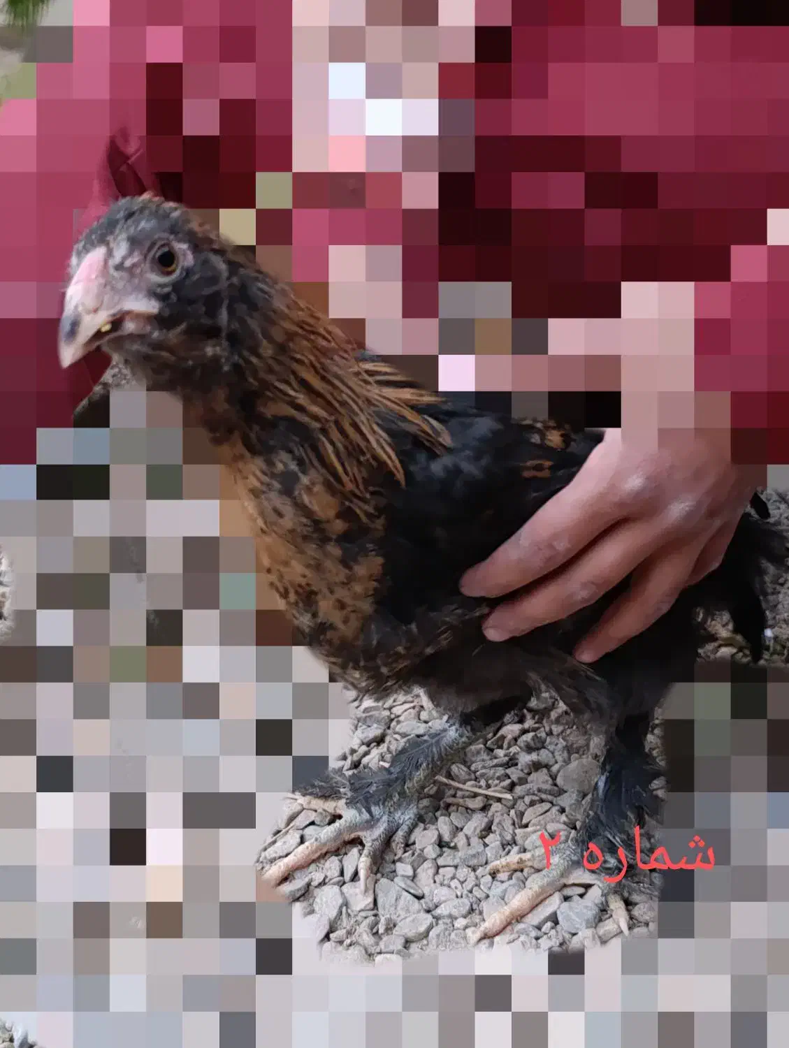 انواع مرغ و خروس نژاددار به همراه توری مرغی|حیوانات مزرعه|زرند, |دیوار