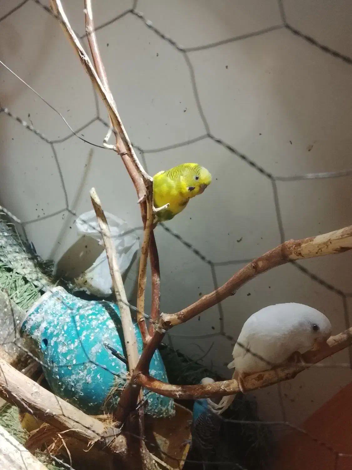 جفت مرغ عشق|پرنده|آبادان, |دیوار