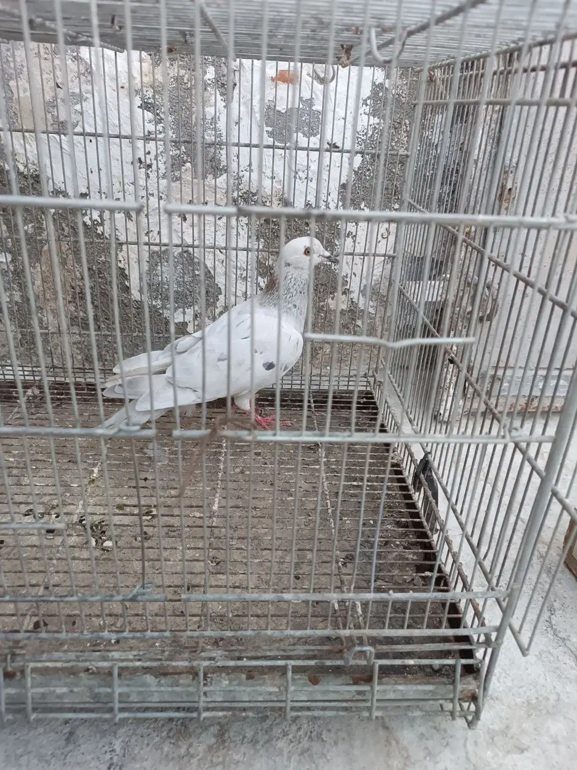 کفتر سار  ماده،در چخ وقفل کفتر،نورافکن دونخور کفتر|پرنده|مشهد, کوی دروی|دیوار