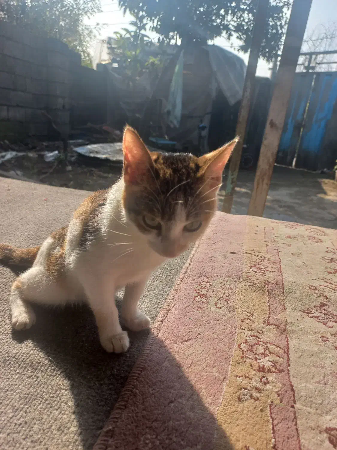 واگذاری کاملا رایگان گربه|گربه|کوچصفهان, |دیوار