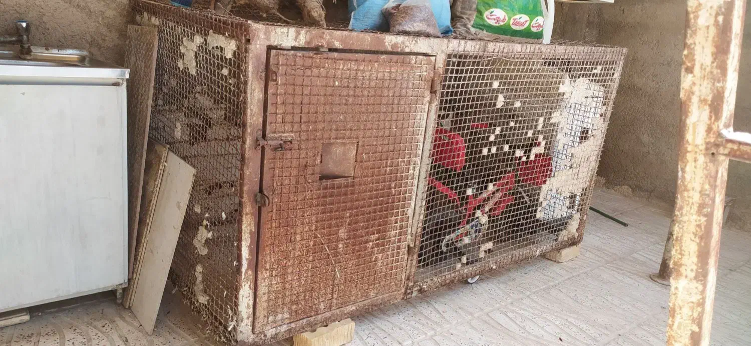 گنجه کبوتر و سگ|لوازم جانبی حیوانات|شیراز, شهرک صنعتی شیراز|دیوار