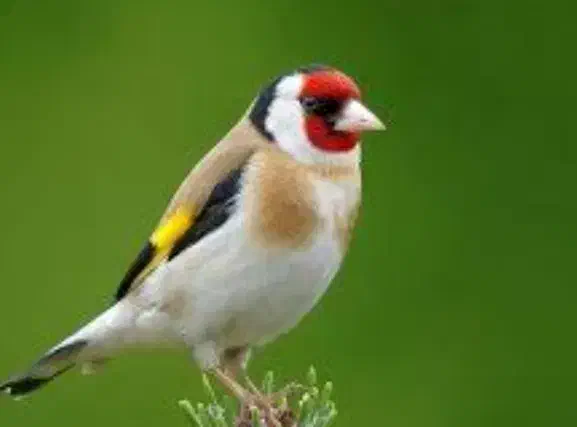 خرید و فروش انواع پرندهای دهندار|پرنده|تهران, جیحون|دیوار