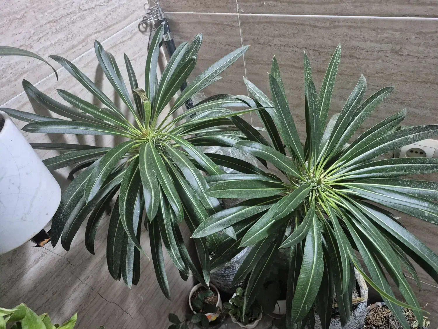 نخل ماداگاسکار معاوضه با|گل و گیاه طبیعی|محمدشهر, شهرک چمران|دیوار