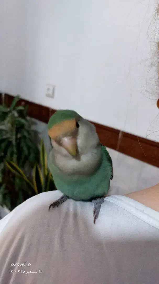 طوطی برزیلی کاملا دستی و باهوش|پرنده|جوانرود, |دیوار