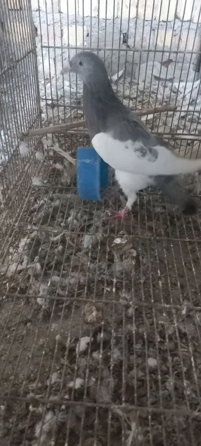 یهودی کبود نر|پرنده|قزوین, |دیوار