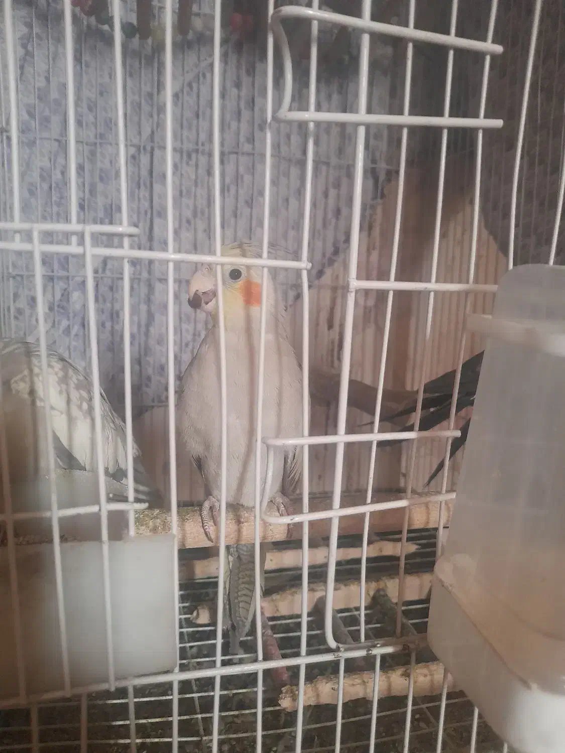 عروس هلندی|پرنده|ری, علایین|دیوار