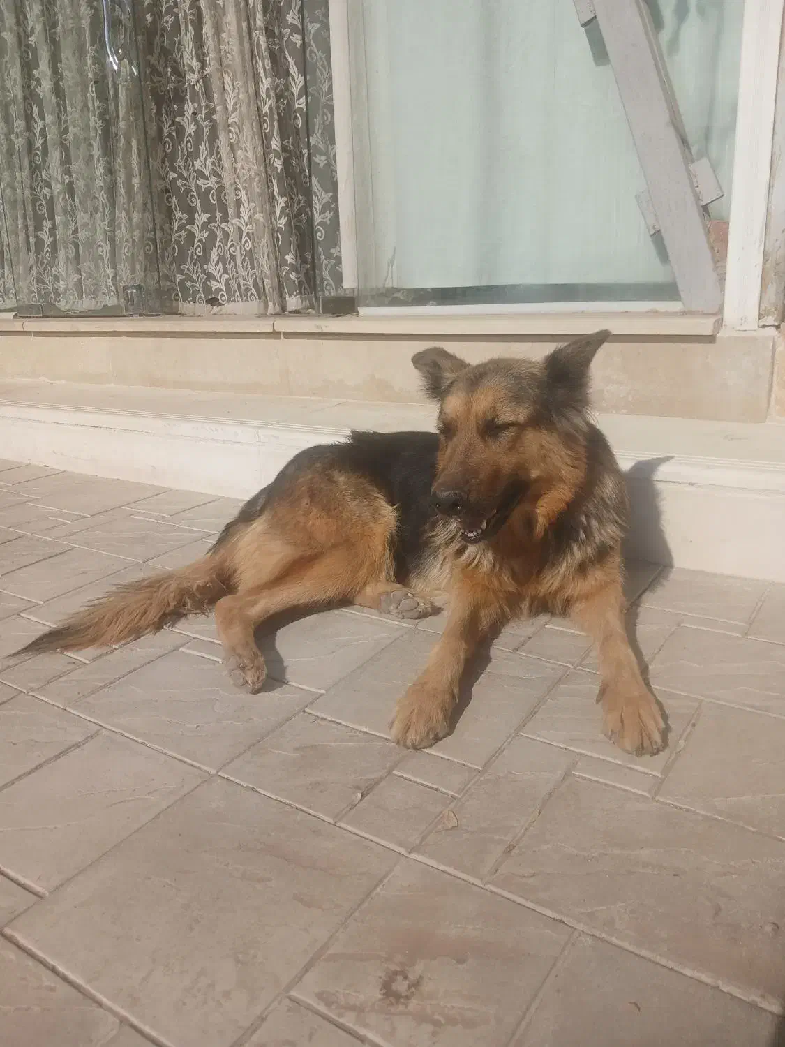 واگذاری سگ بازی گوش|سگ|ضیاء آباد, |دیوار