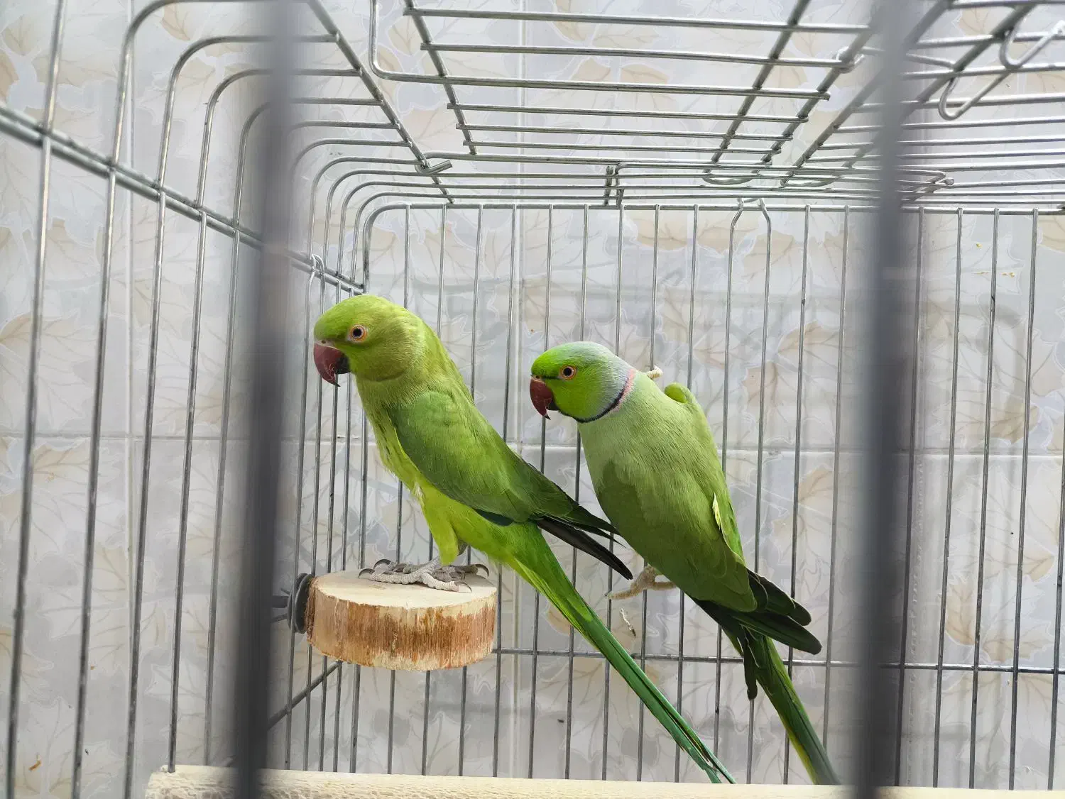 جفت ملنگو|پرنده|قم, بنیاد|دیوار