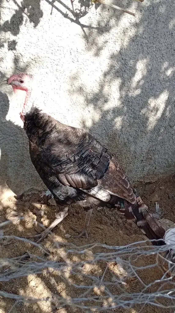 بوقلمون نر و ماده|حیوانات مزرعه|کوار, |دیوار