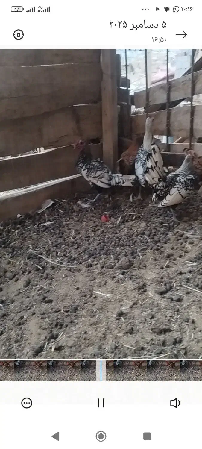 مرغ و خروس|حیوانات مزرعه|باغ بهادران, |دیوار