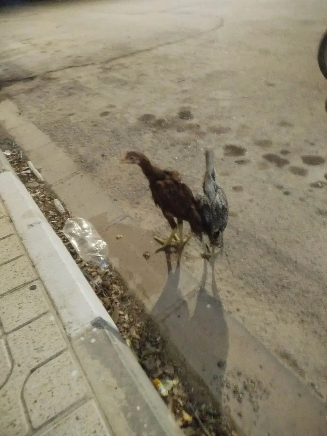 خروس لاری|حیوانات مزرعه|زاویه, |دیوار