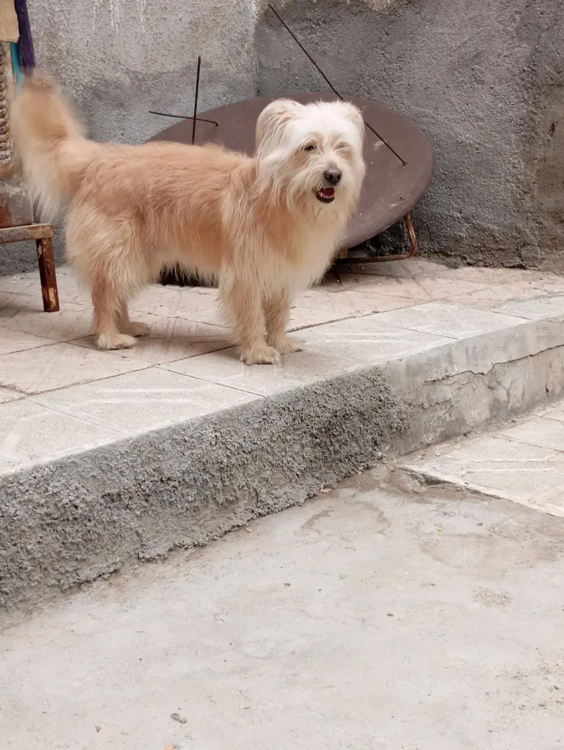 شیتزو|سگ|مشهد, طبرسی شمالی|دیوار