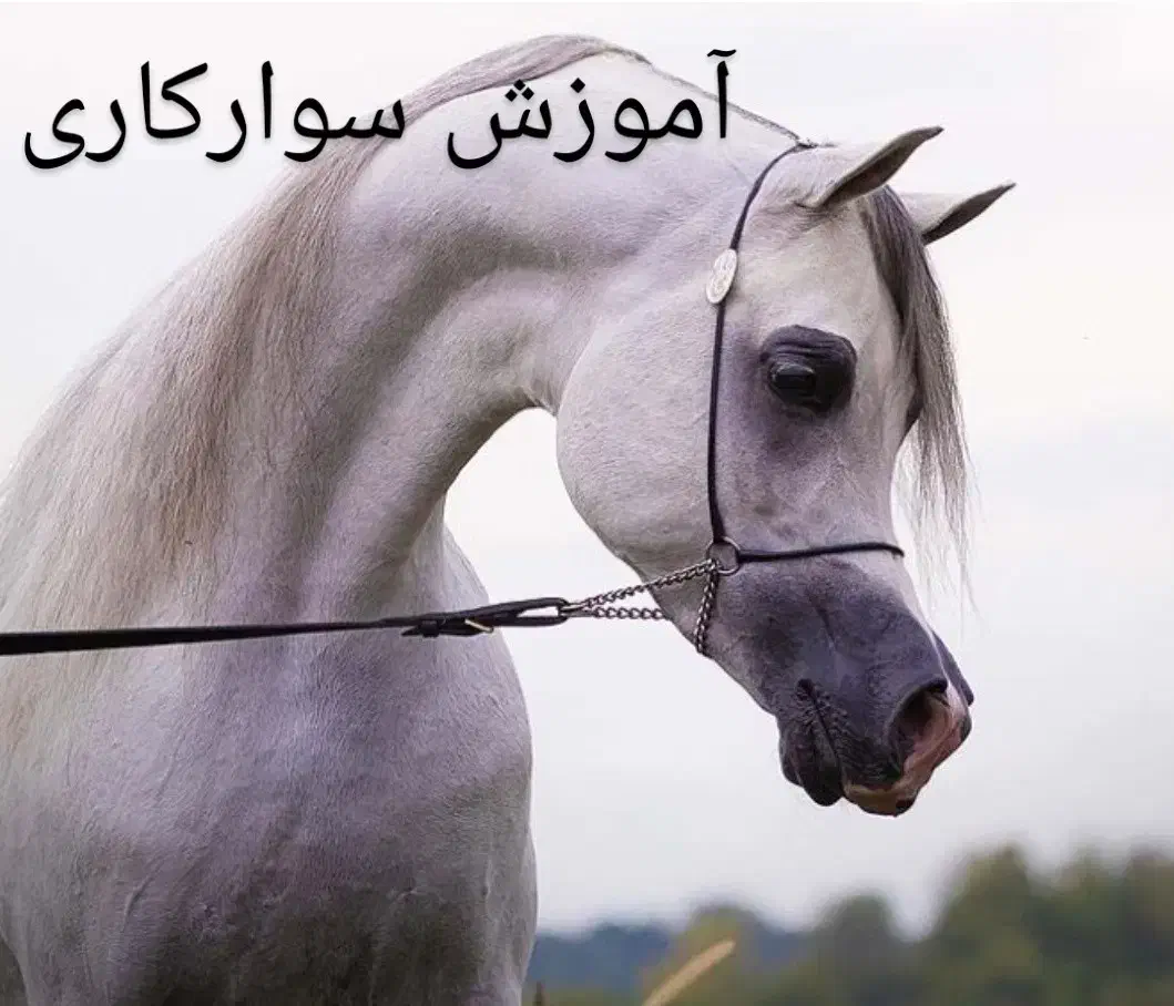 آموزش سوارکاری ( مبتدی تا حرفه ای)|خدمات آموزشی|همدان, |دیوار