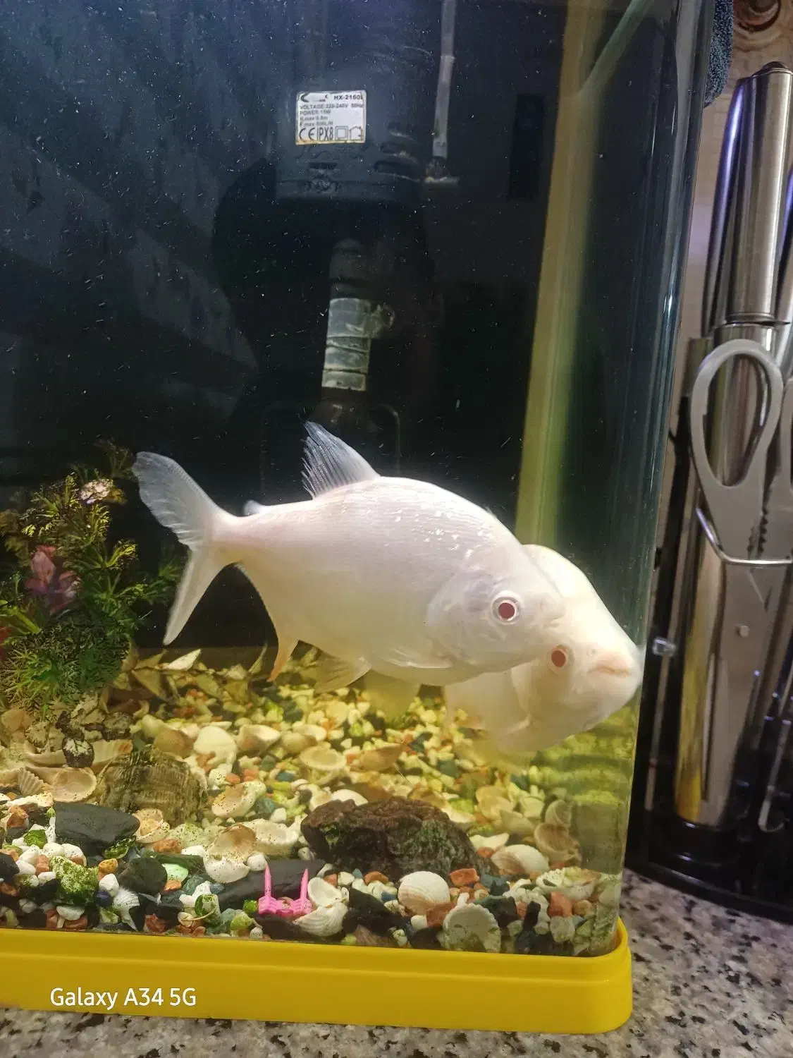 پیرانا گوشت خوار|ماهی|ماهدشت, |دیوار