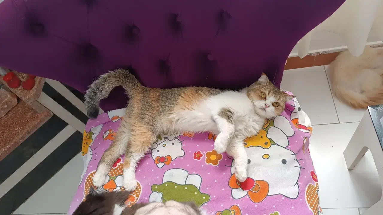 گربه بریتیش تری کالر|گربه|لاهیجان, کوی خزر|دیوار