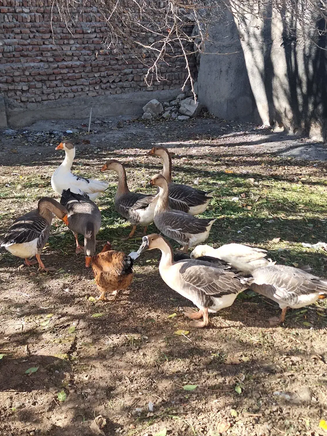 غاز|حیوانات مزرعه|اردبیل, |دیوار