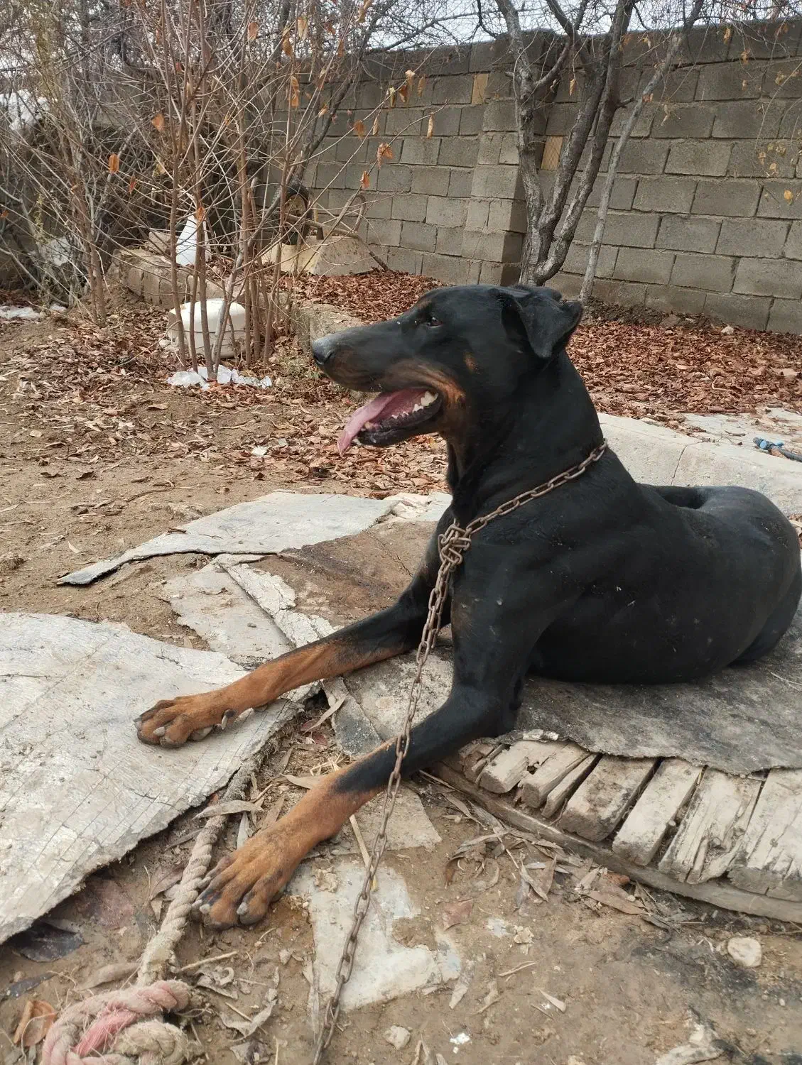 سگ دوبرمن|سگ|دورود, |دیوار