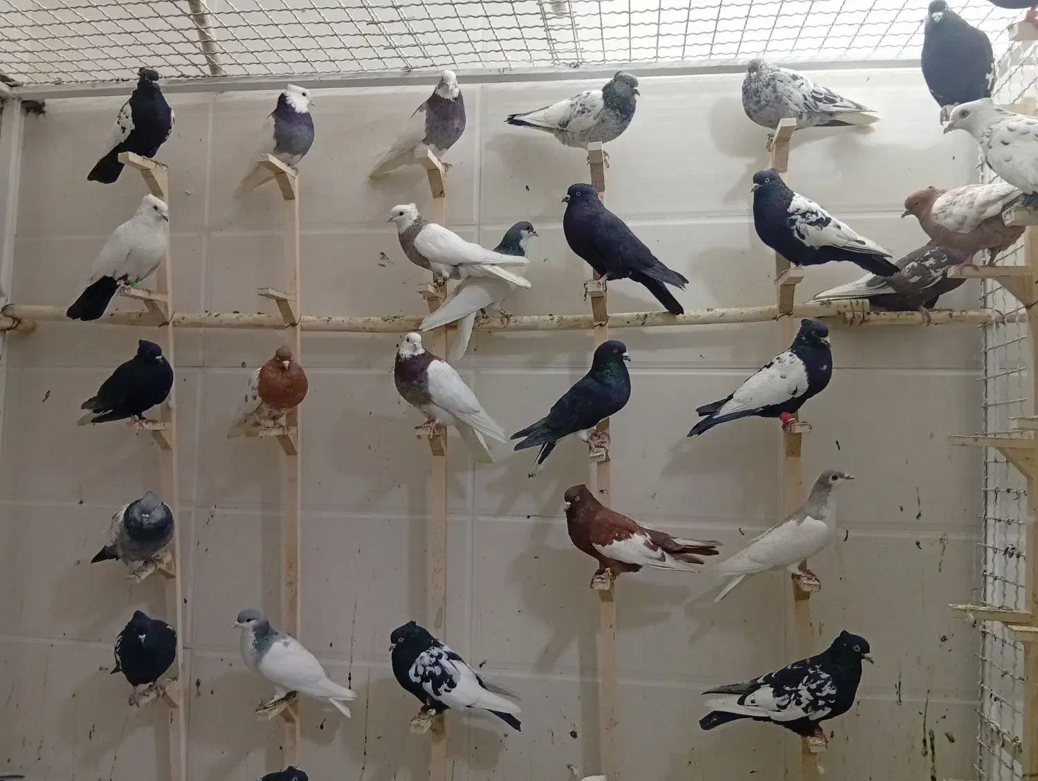 کبوتر یا کفتر بهبهانی و شهری جدید|پرنده|شیراز, کوشک میدان|دیوار