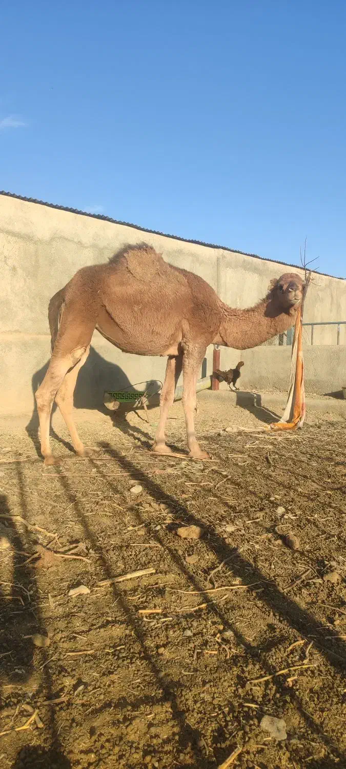 شتر چاق پرواری|حیوانات مزرعه|مشهد, انصار|دیوار