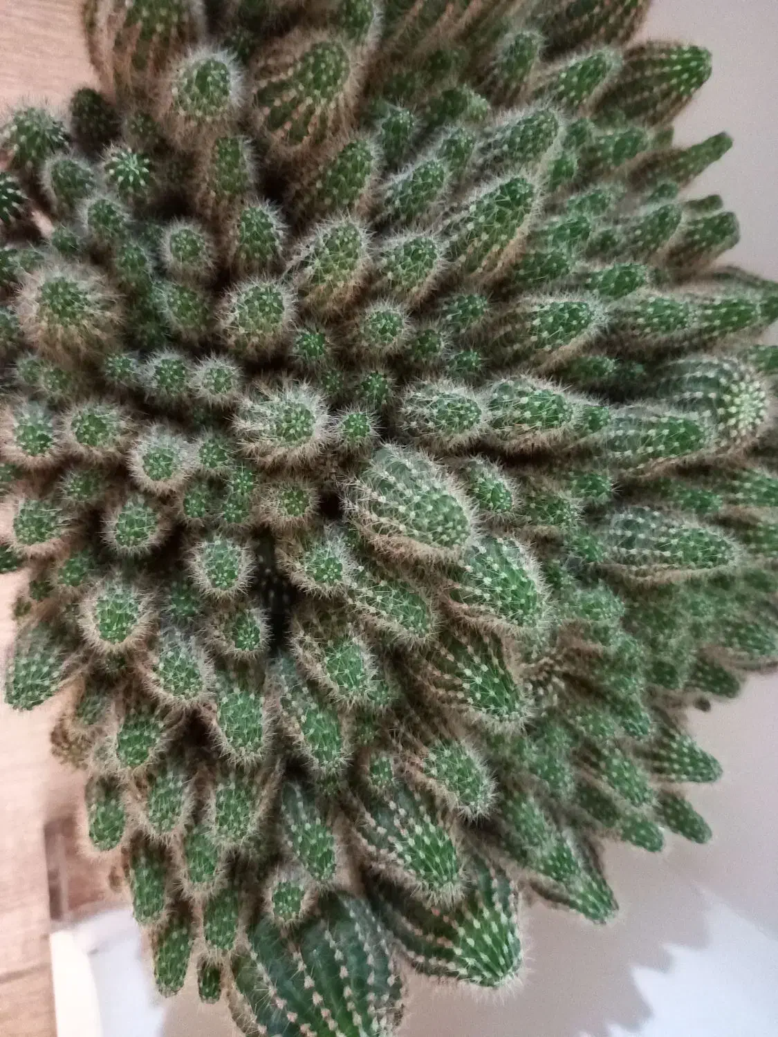 گل کاکتوس درجه ۱|گل و گیاه طبیعی|رباطکریم, رباطکریم|دیوار