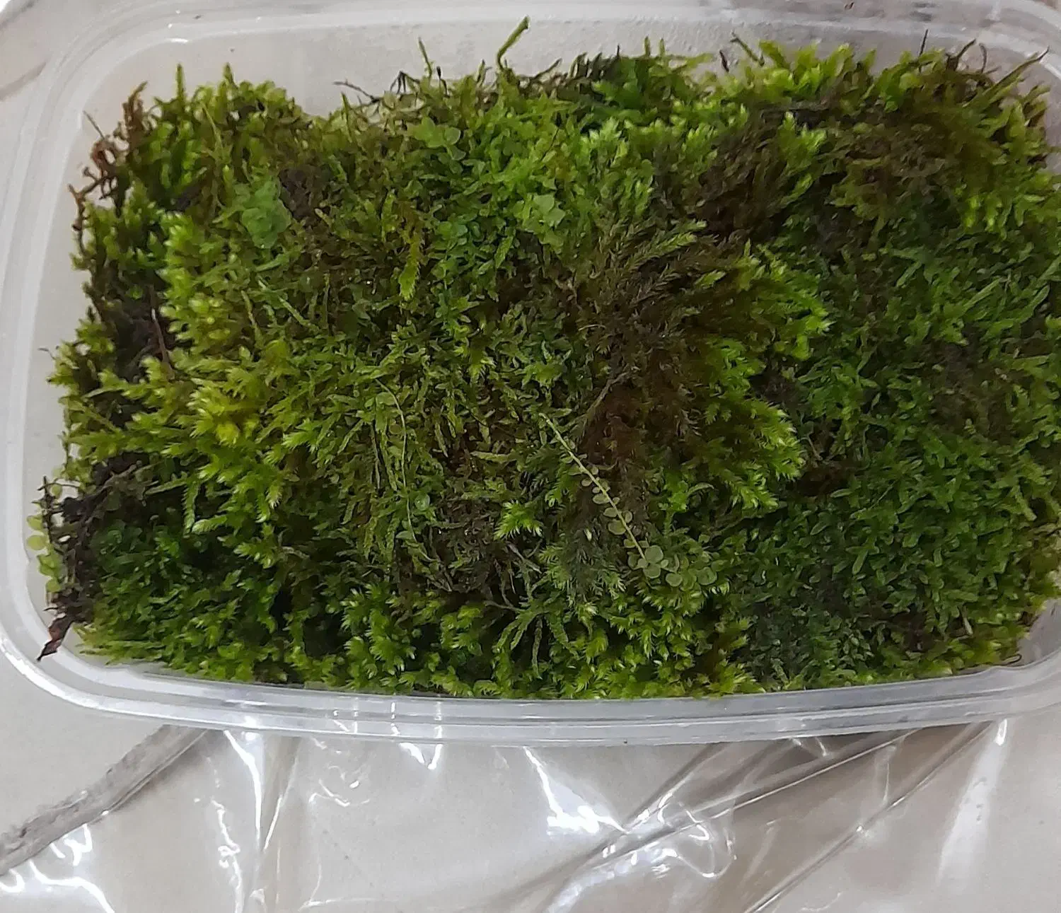 خزه زنده|گل و گیاه طبیعی|گلستان (تهران), |دیوار