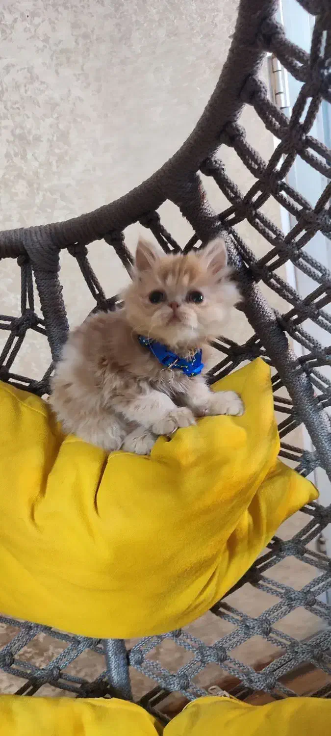 cat|گربه|تهران, فلسطین (میدان انقلاب)|دیوار