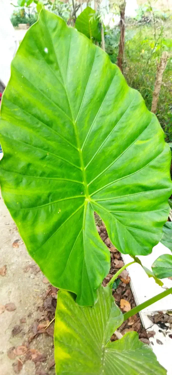 گل بابا آدم|گل و گیاه طبیعی|املش, |دیوار