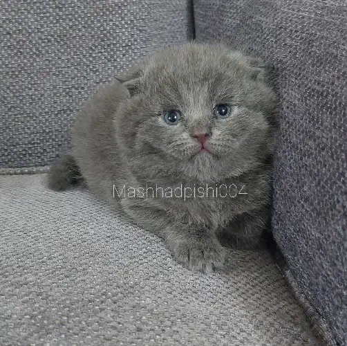 جوجه بلو|گربه|مشهد, شهرک امام سجاد|دیوار