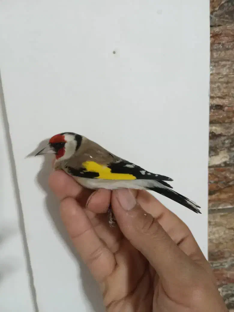 سهره امسال شوش|پرنده|شوش, |دیوار