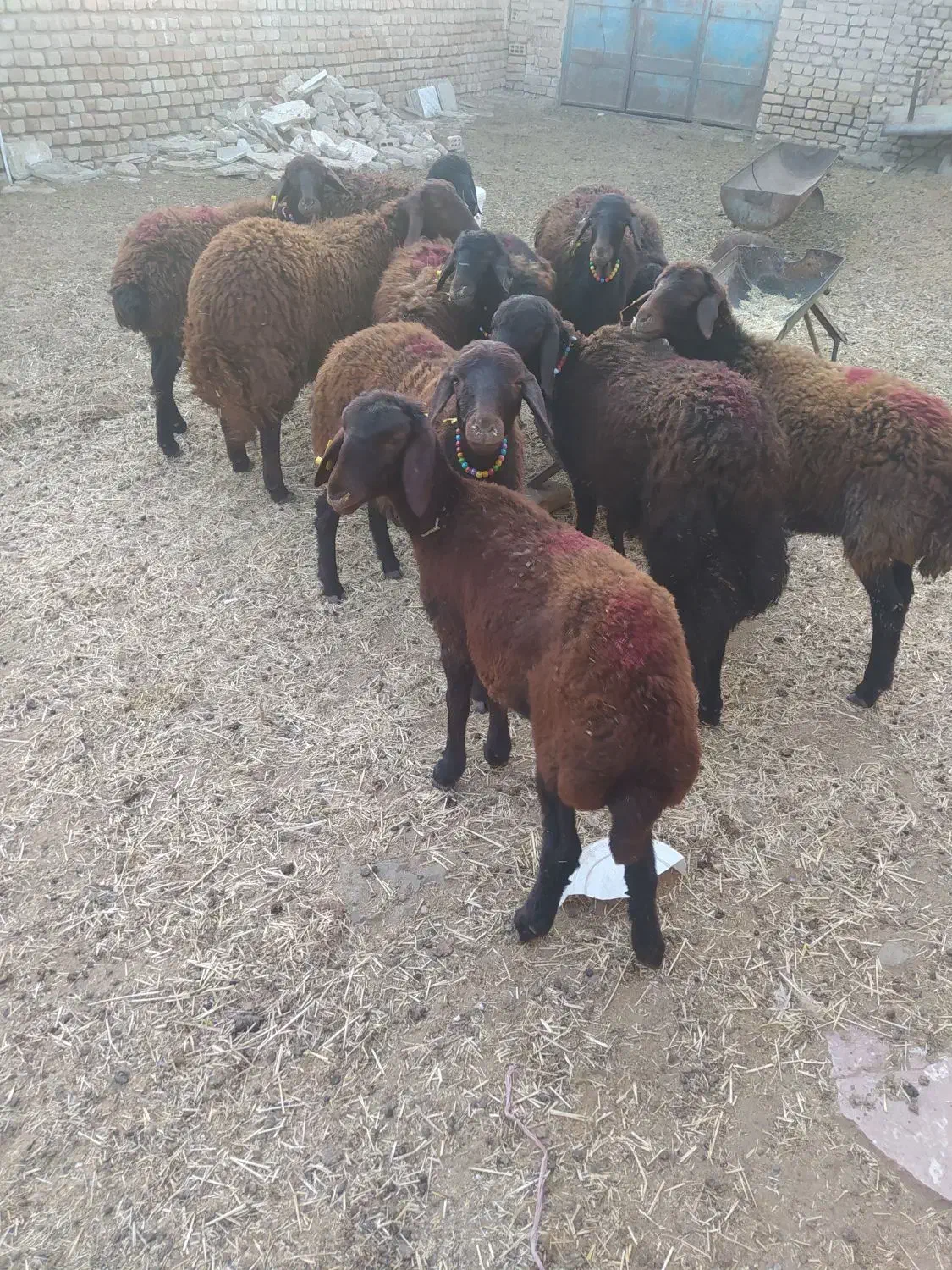 تعداد ۰ا راس بره ماده|حیوانات مزرعه|فریمان, |دیوار