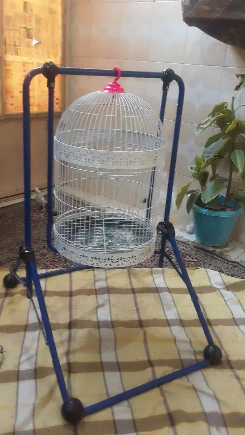 قفس ۴۰در۶۰عروس هلندی درحد نو|لوازم جانبی حیوانات|مشهد, کوشش|دیوار