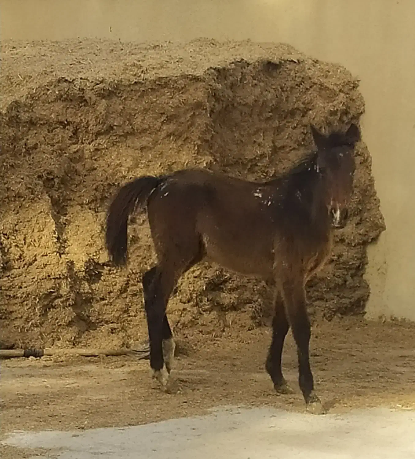 کره نر|اسب و تجهیزات اسب‌سواری|بوشهر, |دیوار