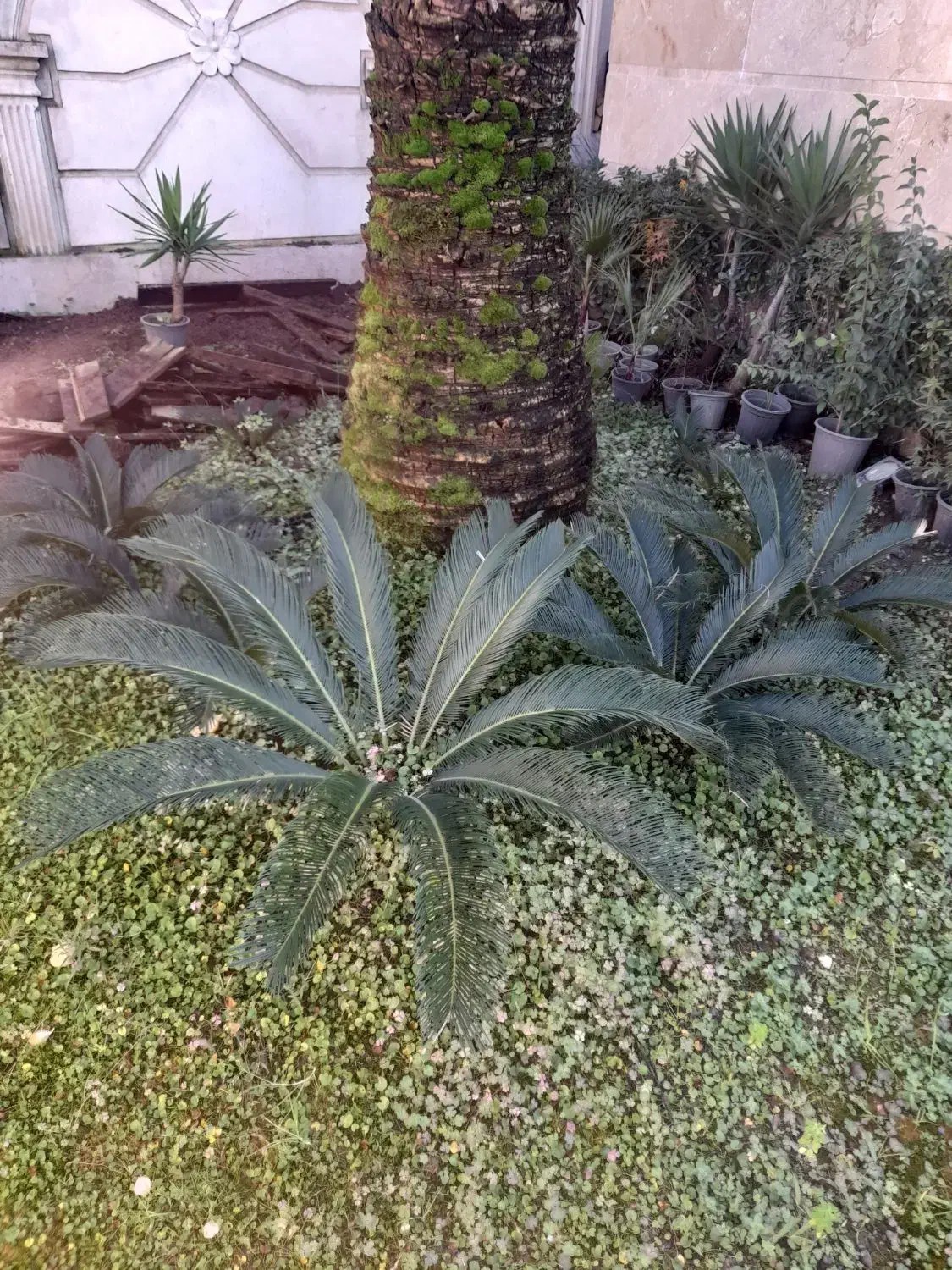 گلهای بیرونی|گل و گیاه طبیعی|عباس‌آباد, |دیوار