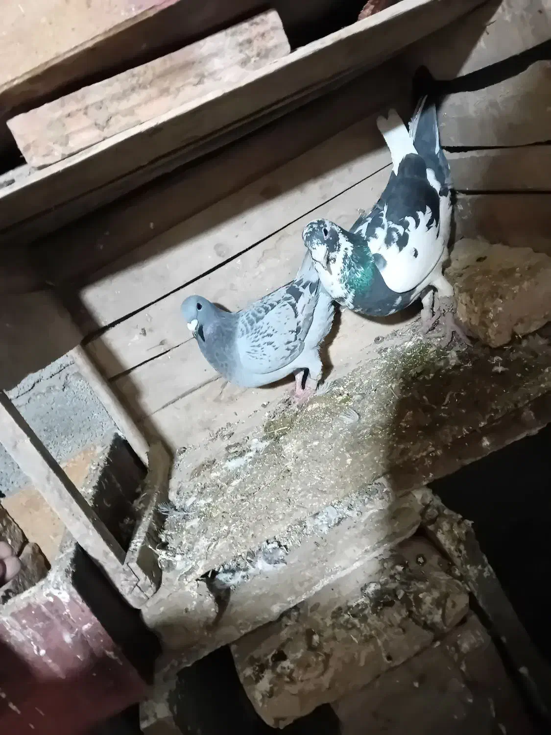 پلنگ ۷۰۰ وجفت مگزی ۹۰۰ ماده مگزی ۴۰۰|پرنده|انبارآلوم, |دیوار