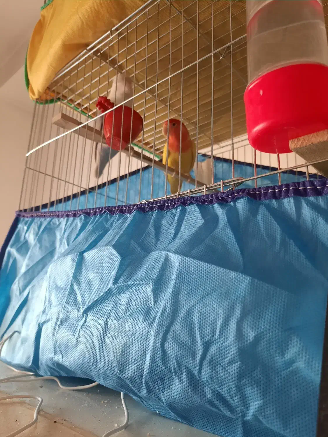 طوطی بزیلی نروماده مولد|پرنده|بابل, |دیوار