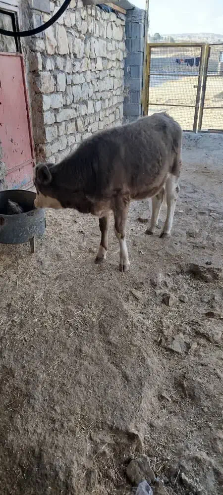 گوساله ماده فروشی|حیوانات مزرعه|باغ ملک, |دیوار