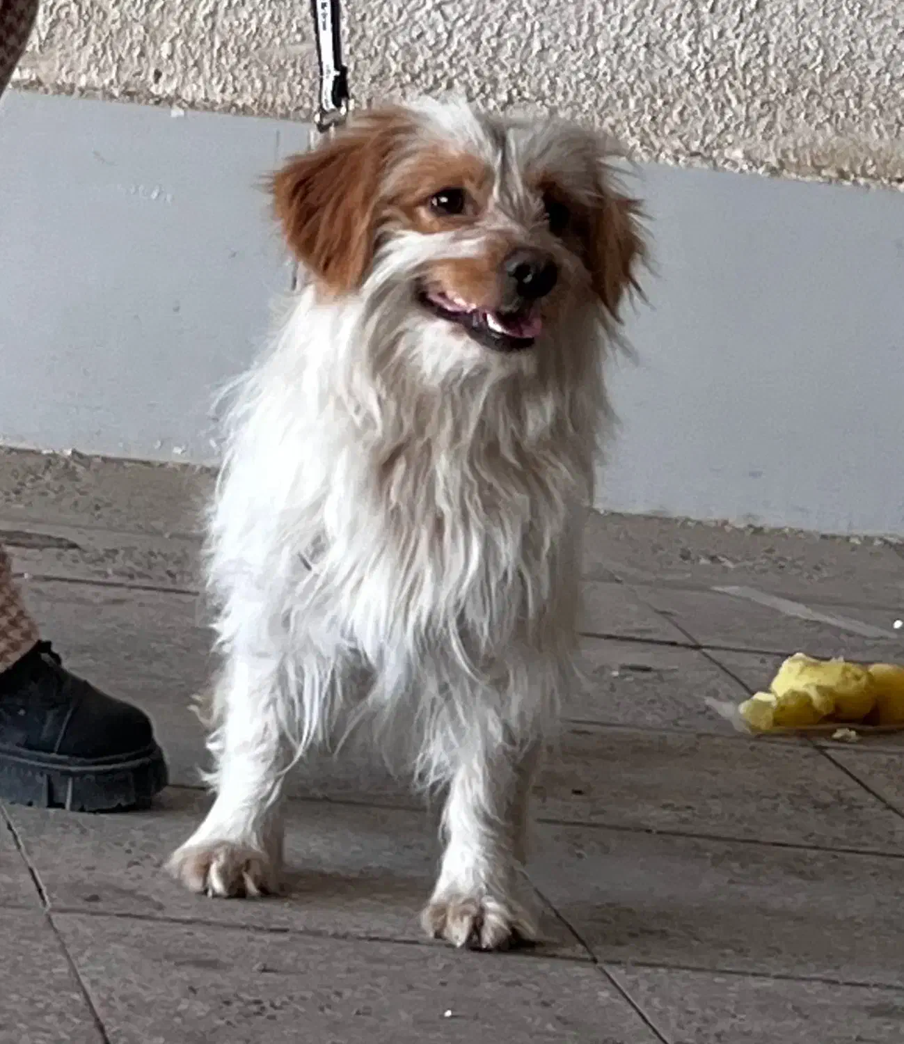 واگذاری|سگ|زرندیه, |دیوار