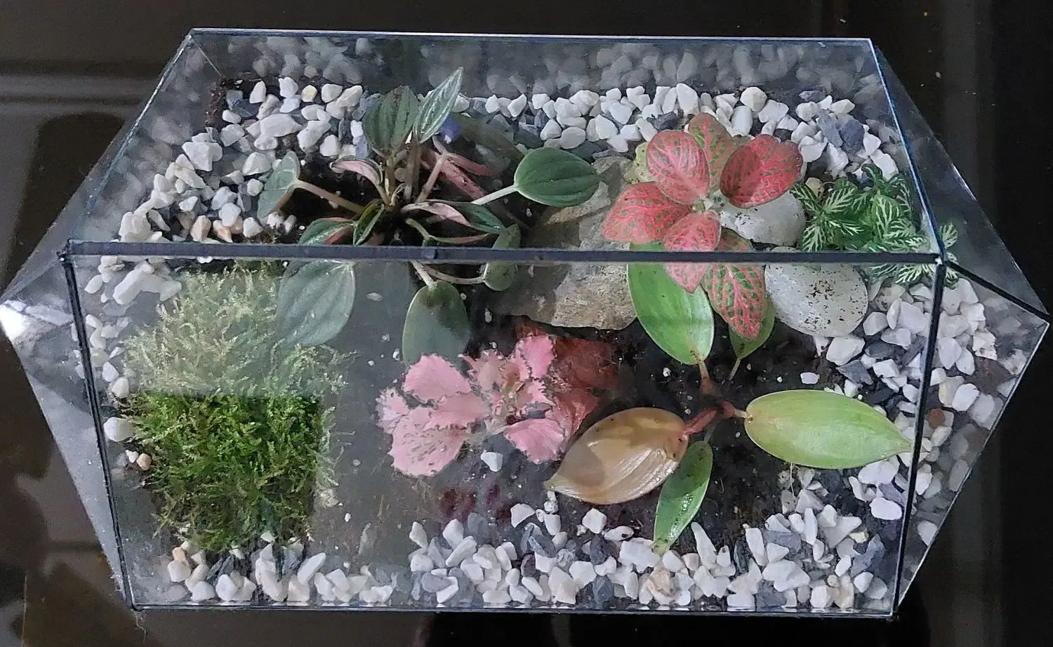 تراریوم بهاران|گل و گیاه طبیعی|اهواز, بهزاد شهر|دیوار