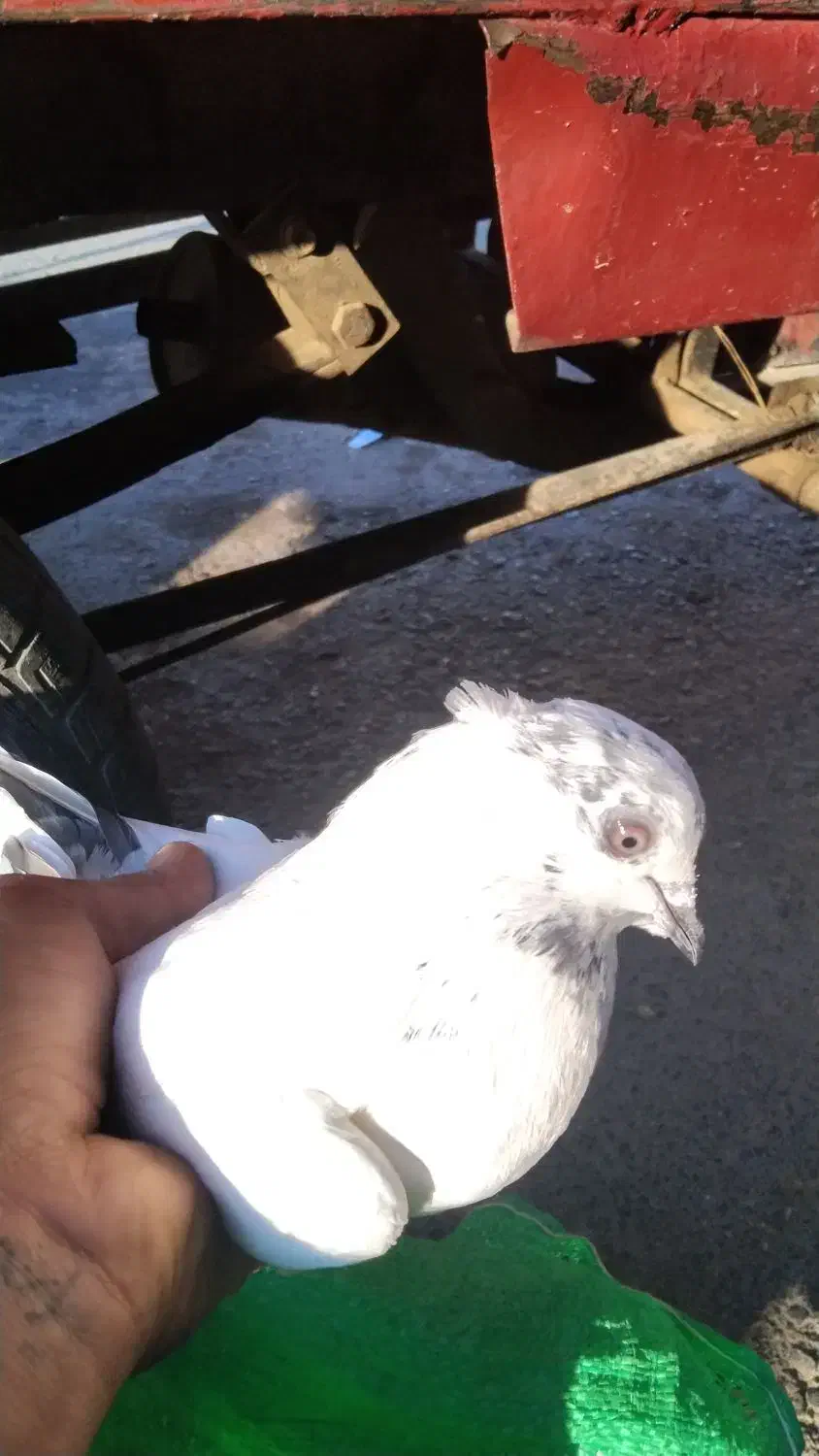 4عدد ماده پرشی خوب|پرنده|قم, خندق|دیوار