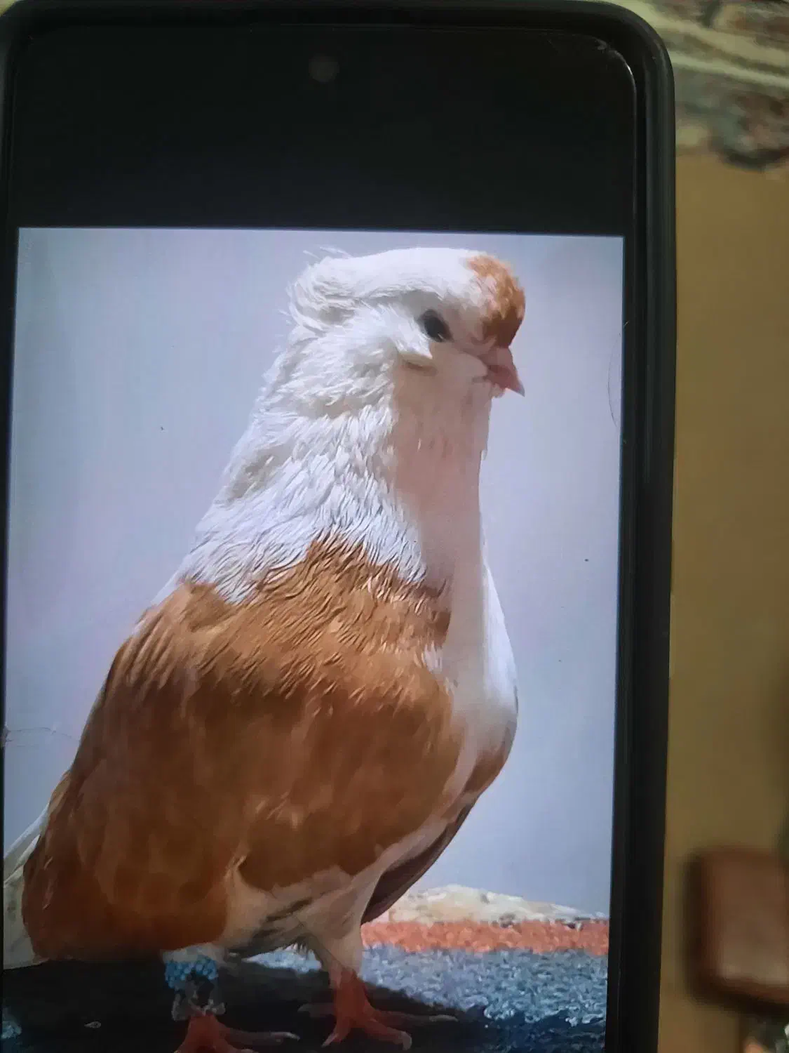 کبوتر دوشان زرد گم شده|حیوانات|کرمانشاه, |دیوار