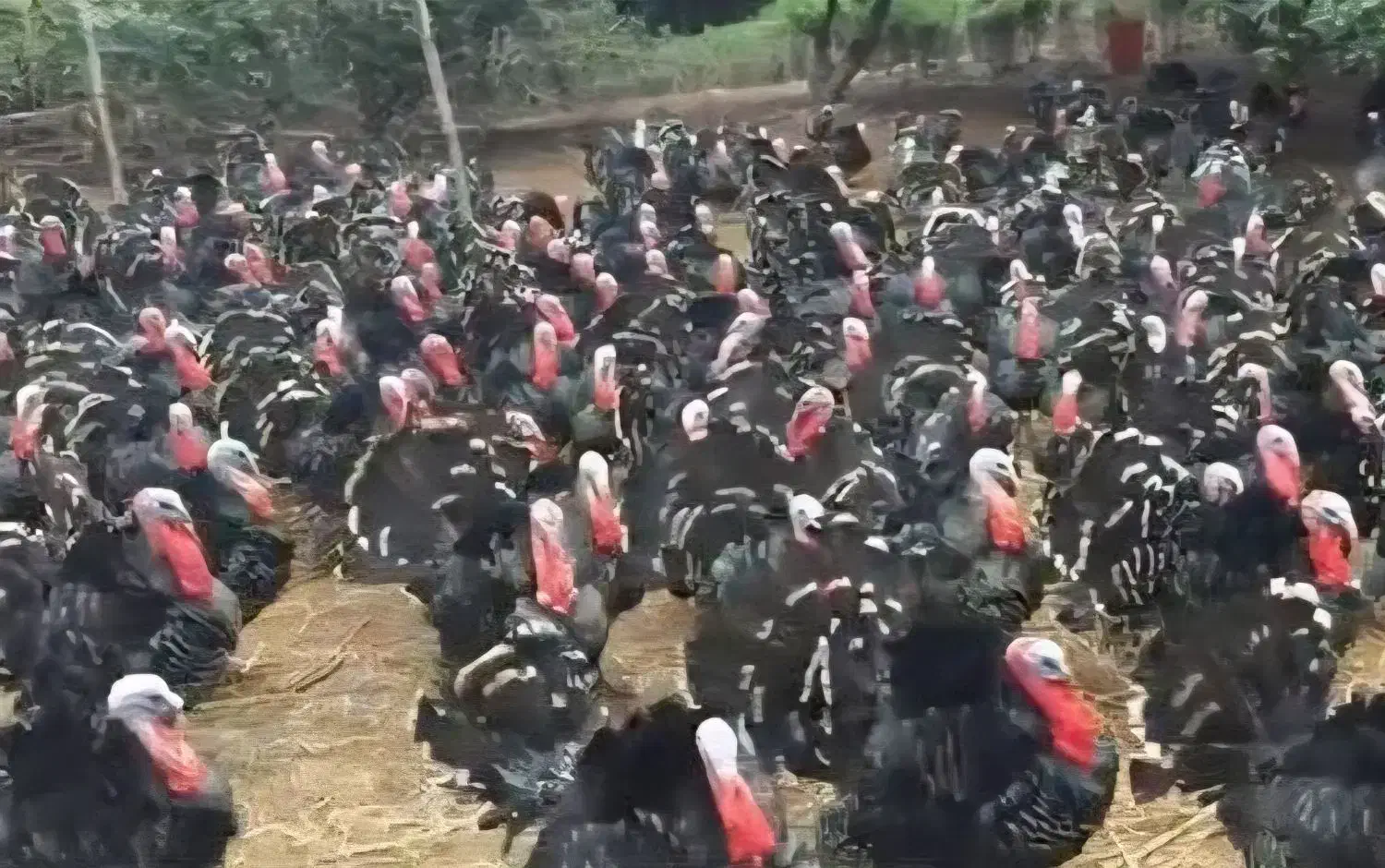 بوقلمون برنزه|حیوانات مزرعه|شاهین دژ, |دیوار