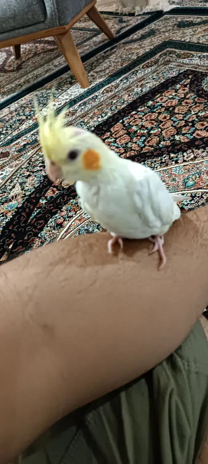 عروس هلندی گم شده|پرنده|سیرجان, |دیوار