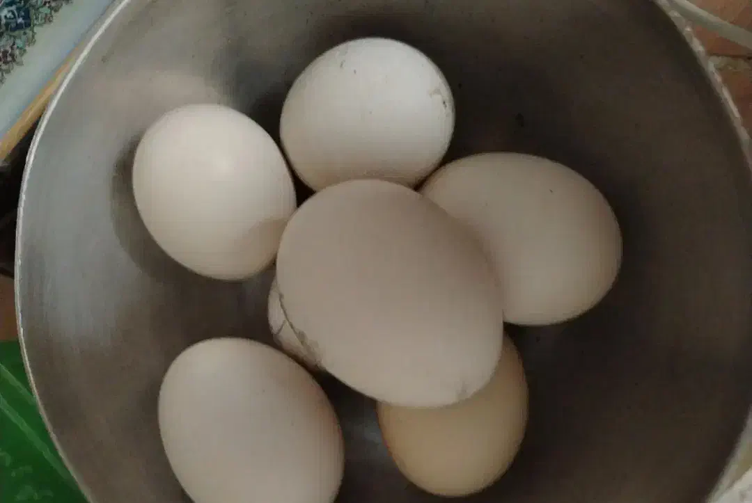 مرغ گلین تخمگذار|حیوانات مزرعه|شیراز, شهرک والفجر|دیوار